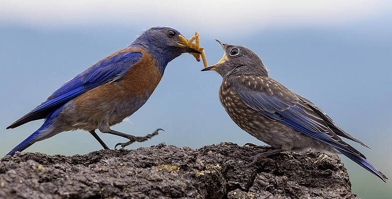 Wall Art featuring the photograph Feeding Time For Bluebird by Jean Noren
