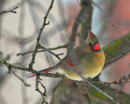 Cardinal Photograph - Femail Cardinal by Robert Allen Hill