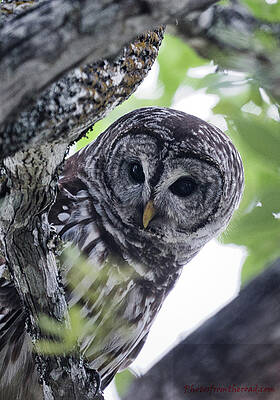 Hawk Photograph - Female Barred Owl 2 by Rene Vasquez