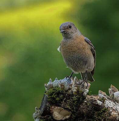 Wall Art featuring the photograph Female Bluebird Anticipation by Jean Noren
