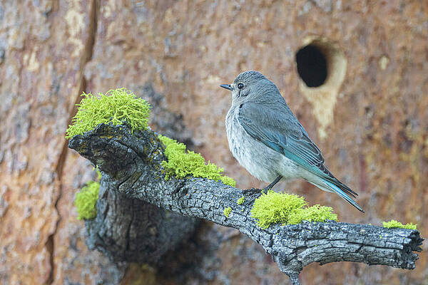 Beautiful Wall Art featuring the photograph Female Mountain Bluebird On Mossy Branch - Sierra County, California by Mike Lee