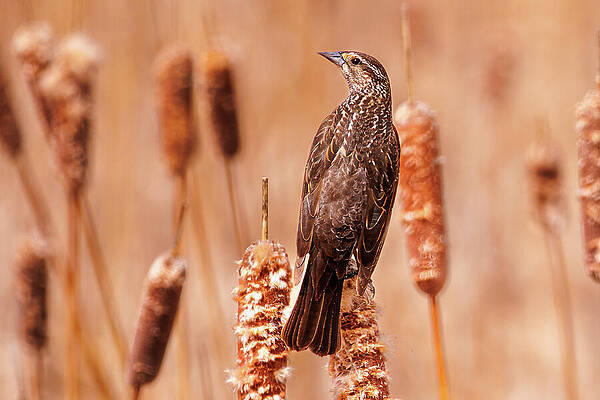 Wildlife Photograph - Female Red Winged Blackbird by Robert Niemeier