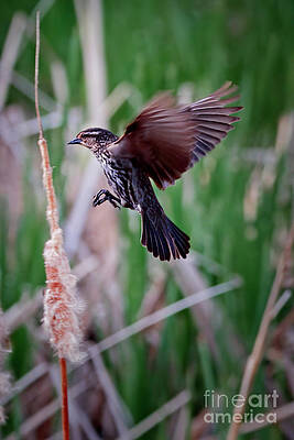 Wild Wall Art featuring the photograph Female Red Winged Blackbird by Thomas Nay
