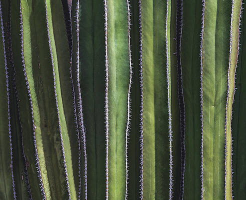 Beautiful Photograph - Fence Post Cactus Close Up, Arizona by Abbie Warnock