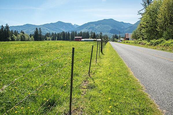 Farm Photograph - Fenced In Dandelions by Tom Cochran