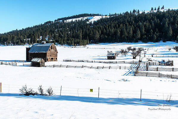 Wall Art featuring the photograph Fences In The Snow by Tom Cochran