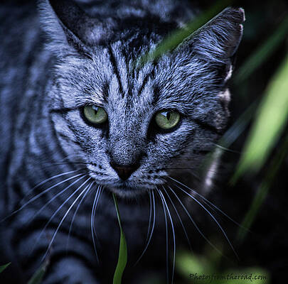 Animal Photograph - Feral Cat Hunting by Rene Vasquez