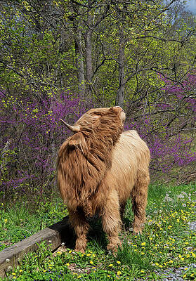 Country Photograph - Ogie Knows Spring Is In The Air by Marcy Wielfaert
