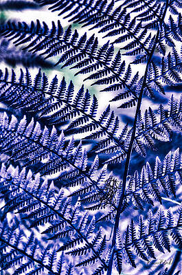 Abstract Photograph - Fern by Bruce Block