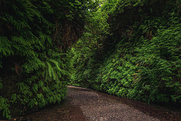 Canyon Photograph - Fern Canyon Corner, California by Abbie Warnock