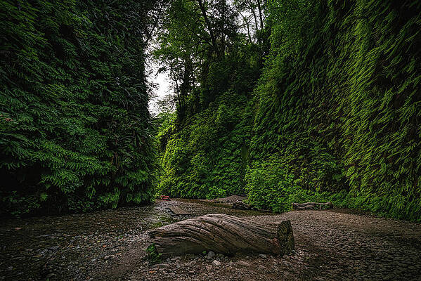 Canyon Photograph - Fern Canyon Log, California by Abbie Warnock