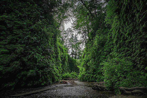 Canyon Photograph - Fern Canyon Majesty, California by Abbie Warnock