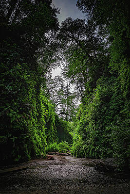 Beautiful Photograph - Fern Canyon Majesty, California - Vertical by Abbie Warnock