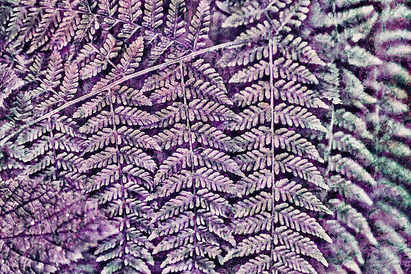 Wall Art featuring the photograph Fern Leaves With Lichen Texture by Bruce Block