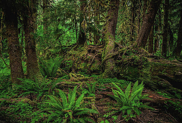 Moody Photograph - Ferns In Darkness - Hoh Rainforest, Washington State by Abbie Warnock