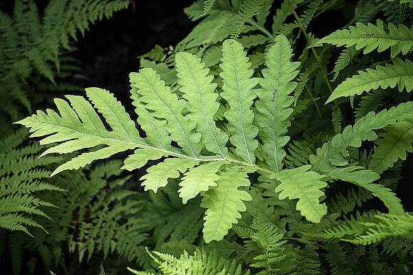 Wall Art featuring the photograph Ferns by Steven Nelson