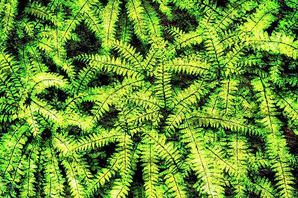 Wall Art featuring the digital art Ferns With Lichen Texture by Bruce Block