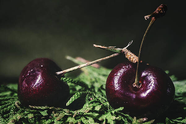 Tree Photograph - Festive Cherries by Jason Fink