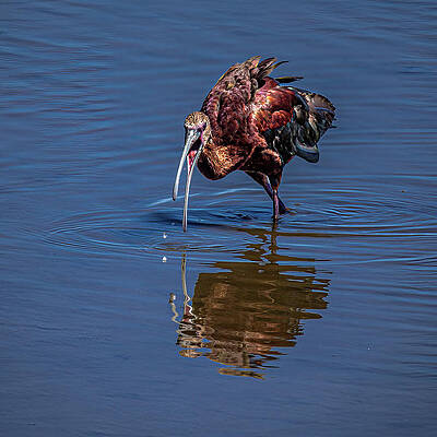 Nature Photograph - Fetch And Feed by Tim Lyden