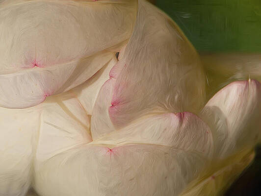 Delicate Wall Art featuring the photograph Fibonaccis Bloom by Dodie Ross