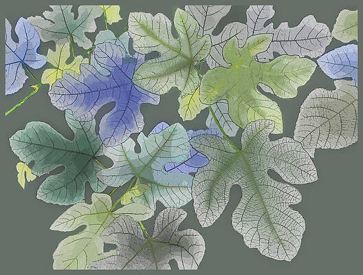 Summer Digital Art - Ficus Carica by Gina Harrison