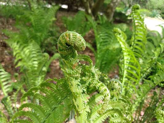 Spring Wall Art featuring the photograph Fiddlehead Fern In Spring by Christopher Lotito