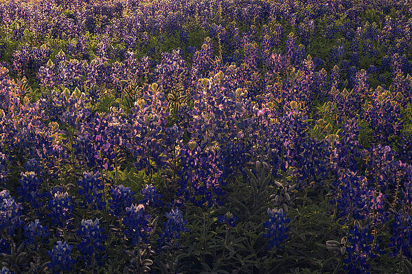Wall Art featuring the photograph Field Day by Slow Fuse Photography