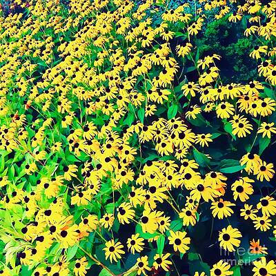 Wall Art featuring the photograph Field Of Black Eyed Susans by Onedayoneimage Photography