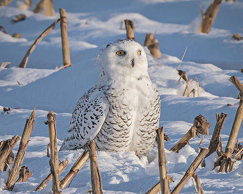 Country Wall Art featuring the photograph Field Of Dreams by James Overesch