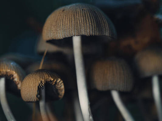 Raw Photograph - Field Of Fungi People by Scott Lyons