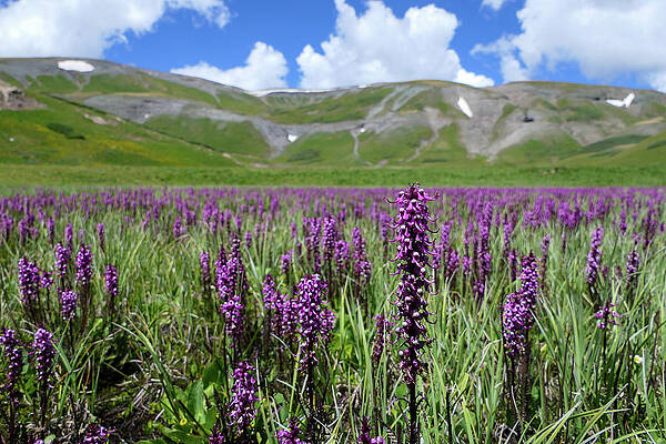 Mountain Photograph - Field Of Purple by Sunniye Buesing