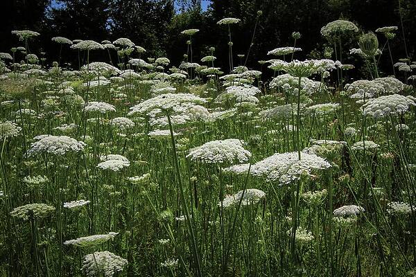 Wall Art featuring the photograph Field Of Queen Anne's Lace by Deb Beausoleil