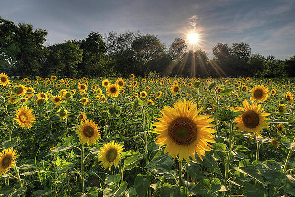 Summer Photograph - Field Of Sunflowers At Sunset by Michael Collins