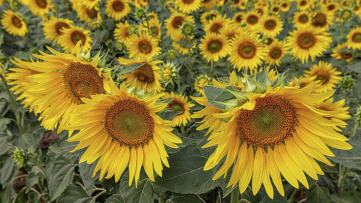 Field of Vibrant Sunflowers Wall Art