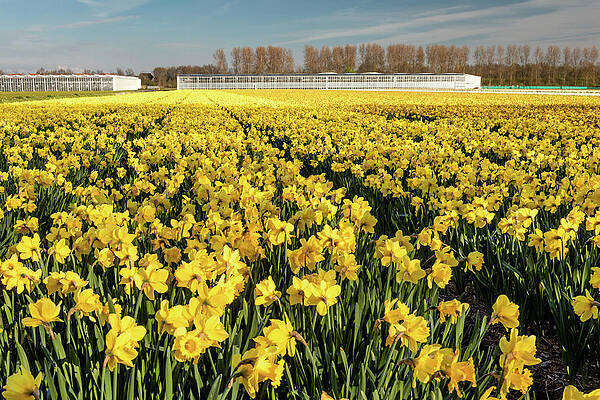 Flower Photograph - Field Of Yellow Daffodils by Craig A Walker