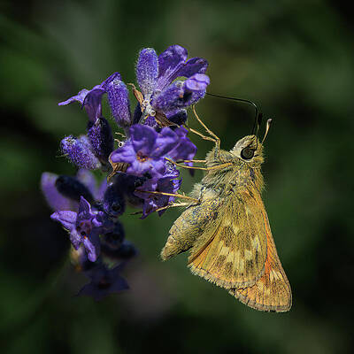 Flower Photograph - Field Skipper On Lavender by Tim Lyden