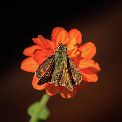 Flower Photograph - Field Skipper On Zinnia by Tim Lyden