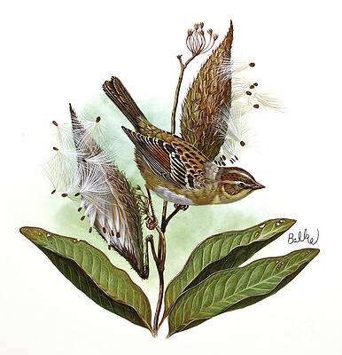 Field Sparrow Print