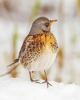 Bird Wall Art featuring the photograph Fieldfare In The Snow by Grant Glendinning