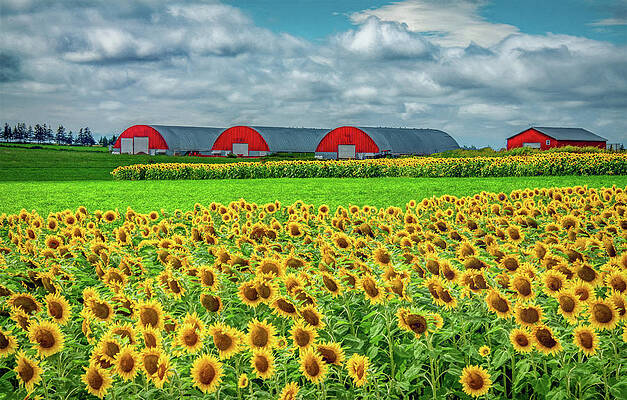 Country Photograph - Fields Of Happiness by Marcy Wielfaert