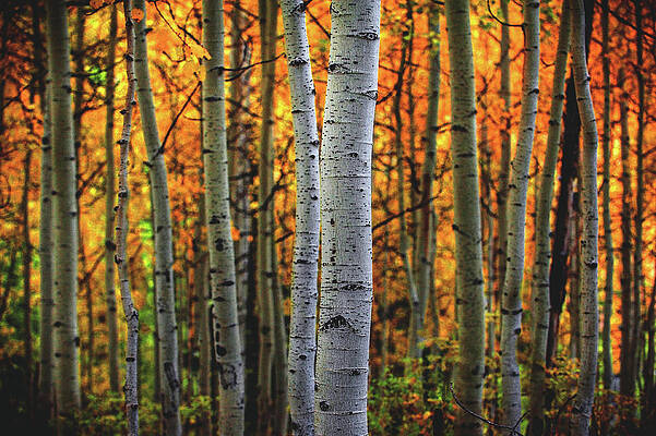Color Photograph - Fiery Forest, Utah by Abbie Warnock