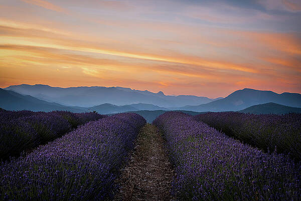 Dramatic Wall Art featuring the photograph Fiery Sunset Over Lavender Provence France by Charnwood Photography Fine Art