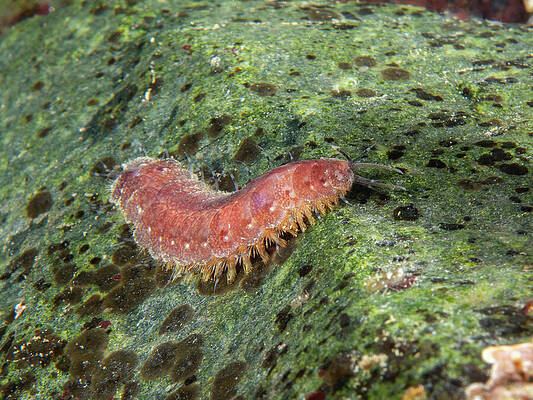 Wall Art featuring the photograph Fifteen-scaled Worm by Brian Weber