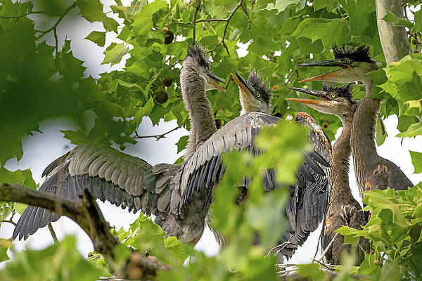 Spring Photograph - Fight Night by Gina Fitzhugh