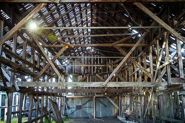 Wall Art featuring the photograph Filtering Light by Gina Cinardo