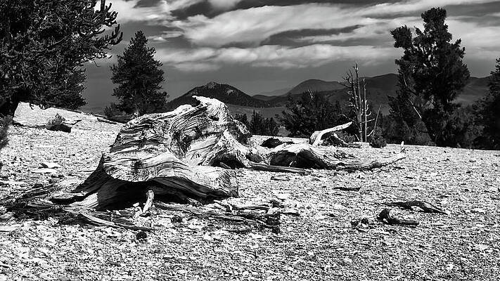 Photograph - Final Crawl by American Landscapes