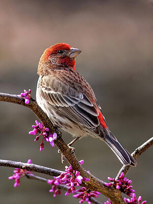 Beautiful Photograph - Finch On Redbud by Gina Fitzhugh