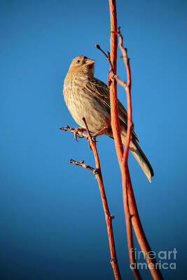 Wildlife Photograph - Finch by Thomas Nay