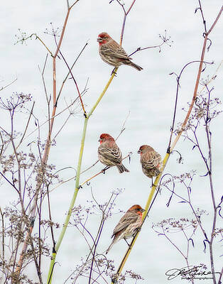 Finches Perched on Delicate Branches Wall Art