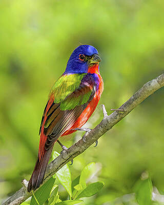 Beautiful Photograph - Finding Shade by Gina Fitzhugh